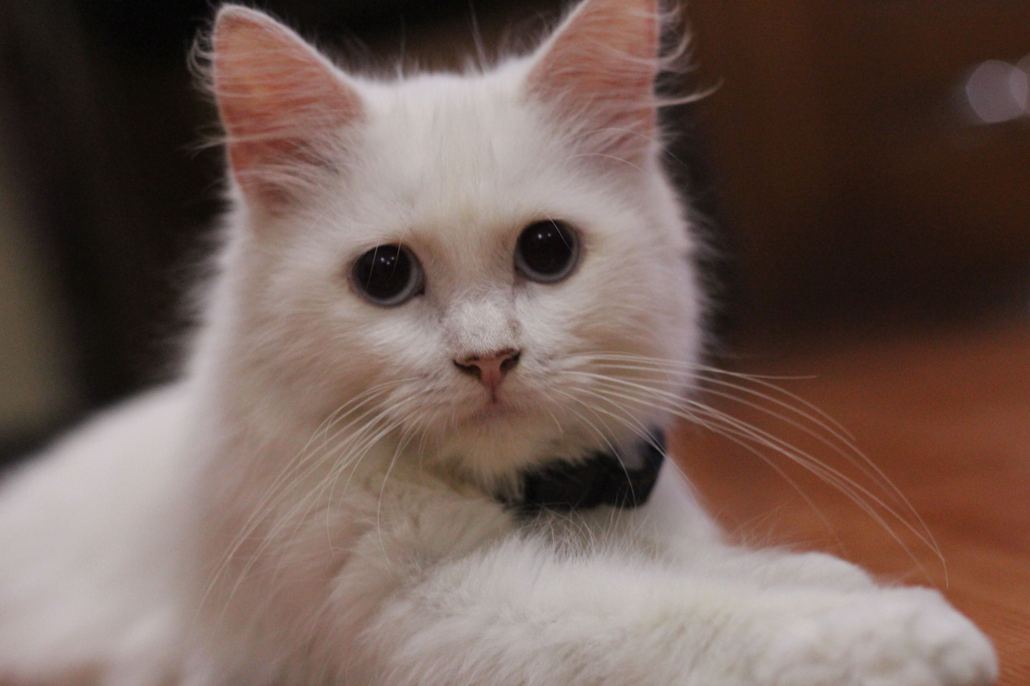 Odoo - Sample 1 for three columns